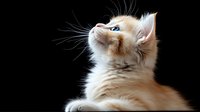 Cream colored kitten with bright blue eyes looking up against dark background, dramatic lighting highlights soft fur and whiskers, creating emotional pet portrait.