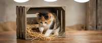 Adorable calico kitten sitting in a rustic wooden crate with straw on a wooden surface, warm studio lighting in the background.