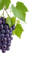 Fresh purple grapes cluster with green vine leaves and tendrils isolated on white background for wine industry and healthy food concepts.