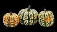 Three speckled decorative gourds isolated on transparent background, ready for fall clipart, stickers, T-shirt design, sublimation, and print on demand projects.