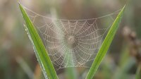 Morning dew drops on intricate spider web stretched between green grass blades in natural outdoor setting with soft bokeh background.