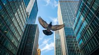 Pigeon flying between tall glass office buildings in modern city center with blue sky and clouds creating urban wildlife contrast for business concepts.