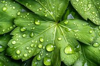 Fresh water droplets on vibrant green leaves create natural pattern, morning dew glistens in sunlight showing plant detail and texture for nature backgrounds.