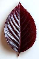 Deep burgundy leaf with prominent veins and serrated edges isolated on white background, showcasing detailed natural texture for botanical design projects.
