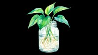 Potted plant with green leaves in glass jar filled with water, isolated on transparent background, ready for t-shirt design, clipart, stickers, print-on-demand products and sublimation projects.