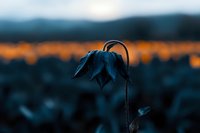 Silhouette of wilted sunflower head drooping against blurred autumn landscape background in moody blue and orange tones during golden hour sunset.