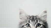 Adorable gray tabby kitten with striking yellow eyes and fluffy fur looking directly at camera against neutral background for pet photography.