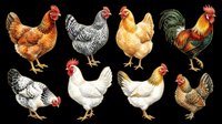 Rooster and hen chicken breeds isolated on transparent background, ready for t-shirt design, clipart, stickers, print-on-demand products and sublimation projects.