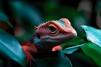 Colorful bearded dragon lizard with orange and blue scales resting among green tropical leaves in natural habitat for reptile and wildlife photography.