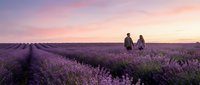 Couple walking through blooming lavender field at sunset, holding hands among purple flowers during golden hour. Romantic landscape for travel and lifestyle content.
