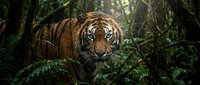 Majestic tiger hiding in dense tropical jungle foliage, orange striped big cat predator among green ferns and vegetation in natural wildlife habitat.