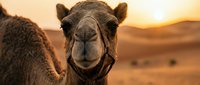 Camel close-up portrait in desert landscape at golden hour sunset, suitable for travel and wildlife content.