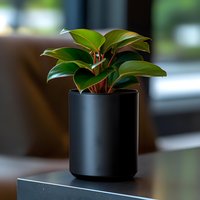Philodendron plant with glossy green leaves in modern black ceramic pot against blurred interior background, elegant home decor and houseplant styling.
