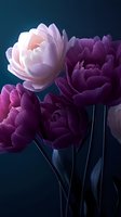 Dramatic purple and pink tulips against dark background, soft petals with delicate texture and moody lighting create ethereal floral composition.