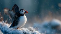 Atlantic puffin with spread wings perched on snowy cliff during winter snowfall, showcasing distinctive black and white plumage and colorful beak.
