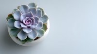 Pale purple succulent plant in white ceramic pot on light gray background, minimalist botanical home decor for modern interiors.