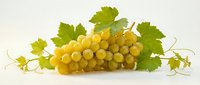 Fresh green grapes cluster with vine leaves isolated on white background for healthy food design and culinary projects.