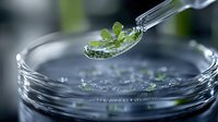 Glass pipette dropping green plant sample into petri dish with clear liquid, macro photography showing scientific research and biotechnology experiment.