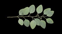 Botanical eucalyptus branch with green oval leaves isolated on transparent background, ready for t-shirt designs, clipart, stickers, sublimation, and print-on-demand projects.