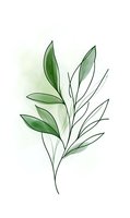 Minimalist botanical illustration of green leafy branch with watercolor wash on isolated white background, suitable for design projects, home decor, and print applications.