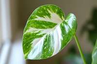Variegated heart-shaped philodendron leaf showing distinctive green and white marbling pattern against soft blurred background, macro botanical photography.