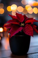 Red poinsettia plant in black pot against blurred warm bokeh lights background, creating festive holiday atmosphere with soft focus lighting effects.