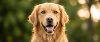 Golden retriever dog portrait with happy expression and open mouth smile against blurred natural green background outdoors during golden hour lighting.