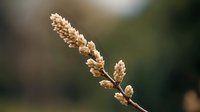 Dried beige grass flower head on blurred natural background, macro photography with soft bokeh effect and warm autumn tones. Nature botanical art.