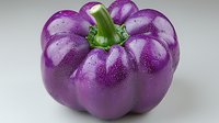 Fresh purple bell pepper with water drops on gray background, macro food photography showing vibrant color and texture detail. Isolated vegetable ready for design use.