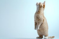 Ginger and white cat standing on hind legs looking up curiously against light blue background, displaying playful and attentive feline behavior.