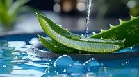 Fresh aloe vera leaf with water drops and splash on blue background, natural organic skincare ingredient for cosmetics and wellness products.