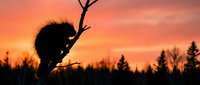 Porcupine silhouette climbing bare tree branch against vibrant orange sunset sky with forest treeline. Wildlife nature scene for outdoor adventure content.