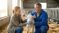 Middle-aged Caucasian farmers caring for white calf in modern dairy barn with natural lighting and straw bedding for agricultural livestock content.