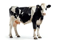 Holstein dairy cow standing in profile view on white background, black and white spotted coat pattern, isolated cutout for agricultural and farming designs.