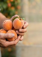 Farmer's hands holding fresh ripe apricots during harvest season. Closeup of organic stone fruit picked from orchard tree for agriculture and farming concepts.