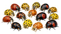 Collection of colorful ladybugs in various species and patterns isolated on white background for nature design projects and educational materials.