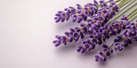 Fresh lavender flowers bunch on soft pink background with copy space for aromatherapy spa wellness natural organic herbal medicine relaxation concept.
