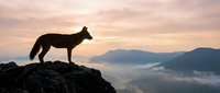 Wolf silhouette standing on rocky cliff overlooking misty mountain valley at sunrise with dramatic cloudy sky and golden light creating majestic wilderness scene.