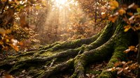Moss-covered fallen tree trunk in autumn forest with golden sunlight filtering through canopy and scattered leaves on ground.
