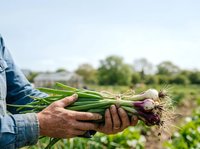 Farmer holding freshly harvested garlic bulbs with soil-covered roots in agricultural field during harvest season for farming and food production.