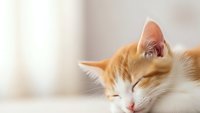 Adorable orange and white kitten sleeping peacefully with closed eyes and soft fur in bright natural light for pet care and animal wellness content.