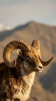 Majestic bighorn sheep ram with curved horns in golden sunlight against blurred mountain landscape background for wildlife and nature photography projects.