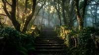 Mystical forest pathway with ancient stone steps leading through misty woodland. Sunbeams filter through dense canopy creating magical atmosphere for nature backgrounds.