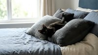 Black kitten resting among gray knit pillows on bed with blue bedding near window with natural light, cozy bedroom interior.
