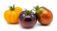 Ripe heirloom tomatoes in yellow, purple, and red varieties with green stems isolated on white background, ready for culinary and design use.