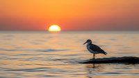 Seagull silhouette standing on rock at golden sunset over calm ocean water with warm orange sky reflecting on sea surface creating peaceful seascape moment.