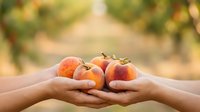 Hands holding fresh ripe peaches together outdoors with orchard background, representing harvest, agriculture, farming, and organic produce sharing.