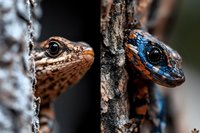 Two colorful lizards with spotted patterns peek from behind tree bark in natural forest habitat showing detailed scales and bright eyes.
