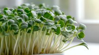 Fresh green microgreens with white stems growing in bright natural light, close-up view of healthy sprouts for culinary garnish and nutritious salad ingredients.