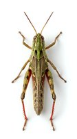Isolated grasshopper specimen with green and brown coloring and red hind legs displayed on white background, suitable for educational materials and nature design projects.